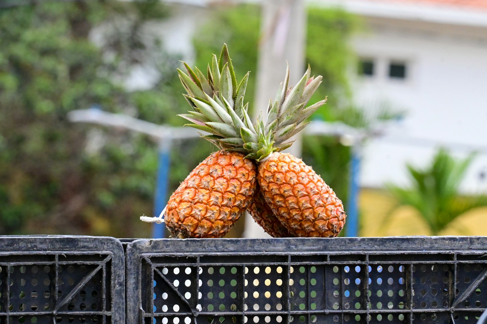 a couple of pineapples sitting on top of a metal fence